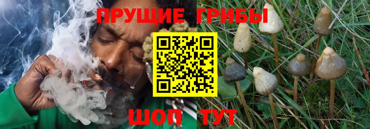 Псилоцибиновые грибы GOLDEN TEACHER  купить наркотики цена  Бор  Галлюциногенные грибы Psilocybe  Вход с VPN 